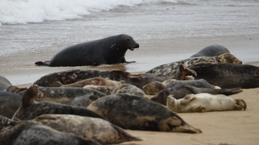 Мировая катастрофа: более 150 мертвых редких тюленей нашли на побережье Каспия