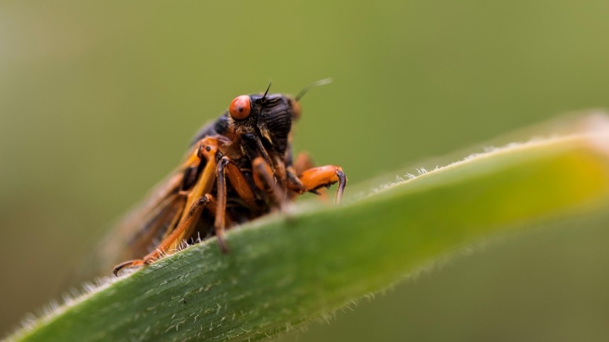 Триллионы цикад, спавших при Обаме и Трампе, захватят восток США при Байдене