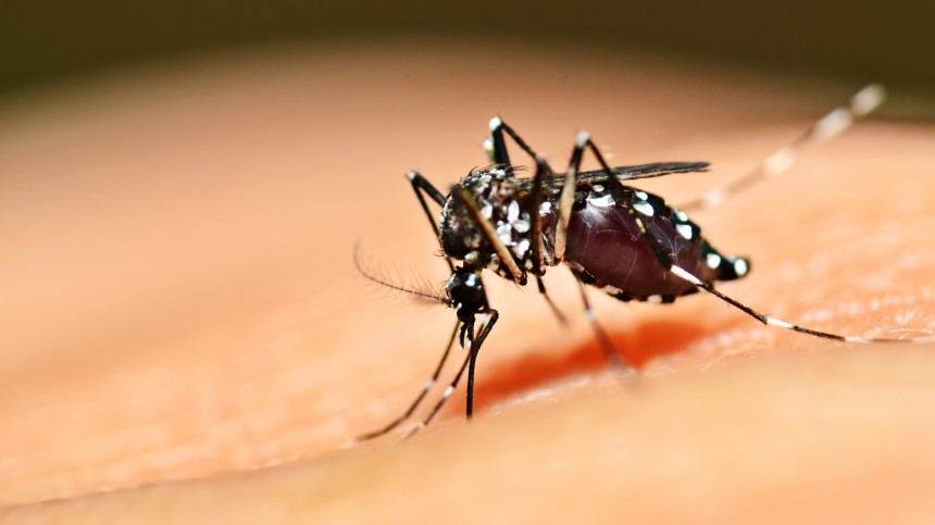 Атака комаров в Краснодарском крае: можно ли заразиться СПИДом через укус?