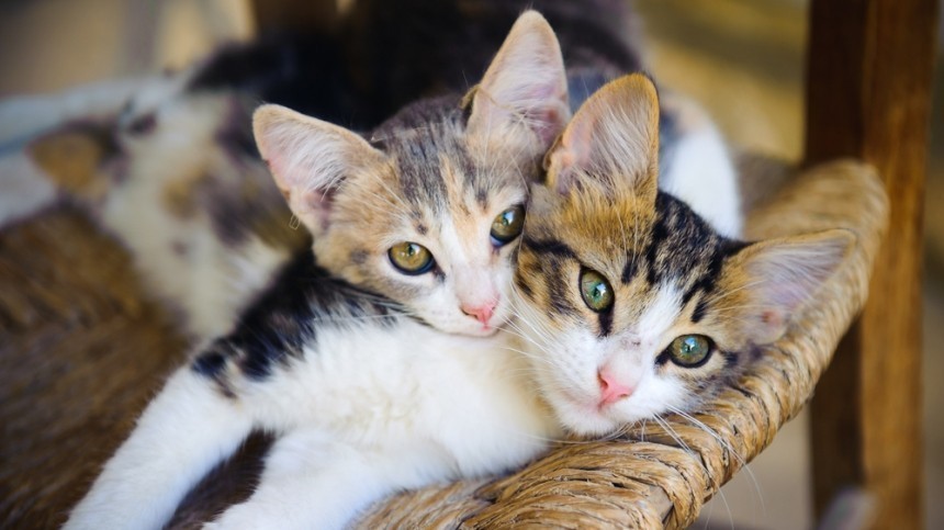 Говорят, не повезет: как окрас кошек влияет на судьбу их хозяев?