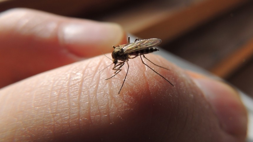 Лайфхак: Какой фумигатор от комаров выбрать?