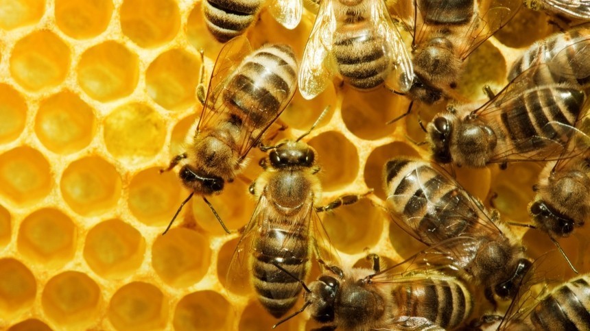 Неправильный мед: в Подмосковье ожидают нашествия пьяных пчел