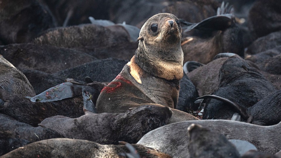 Фото недели: апокалипсис в Марий Эл, спасение тюленей и прощание с Меркель