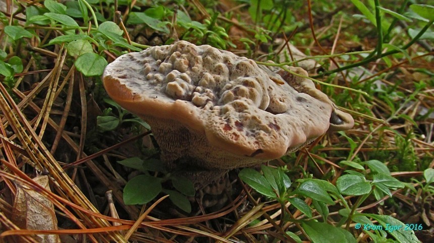 «Кровоточащие» грибы обнаружили в Новосибирской области