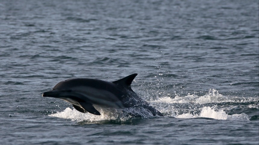 На Фарерских островах убили более 1500 дельфинов