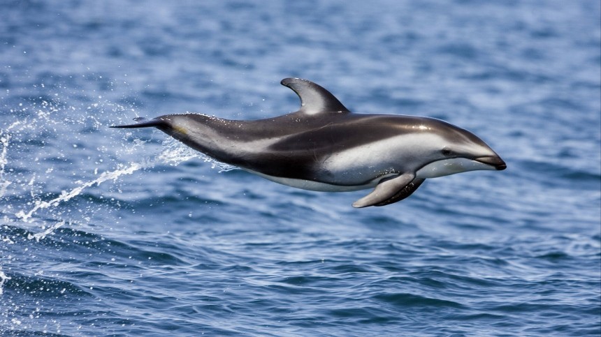 Эколог рассказал о традиции убийства дельфинов на Фарерских островах