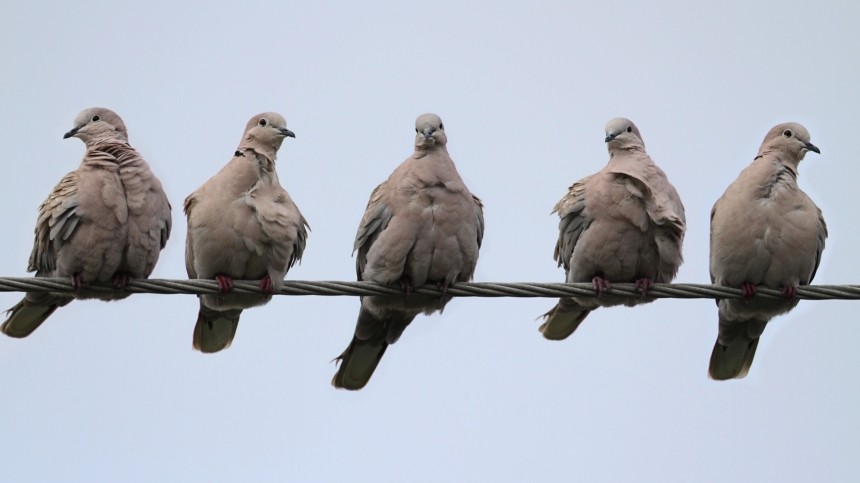 Странная походка и вялость: голуби Петербурга могут вызвать у человека опасную болезнь
