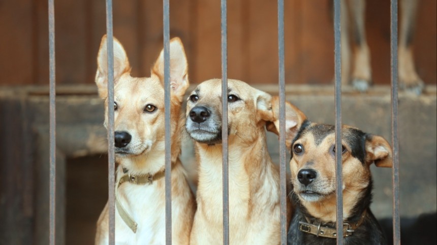 Сотрудники приюта в Чехове заявили о намеренном отравлении собак: «Это диверсия»
