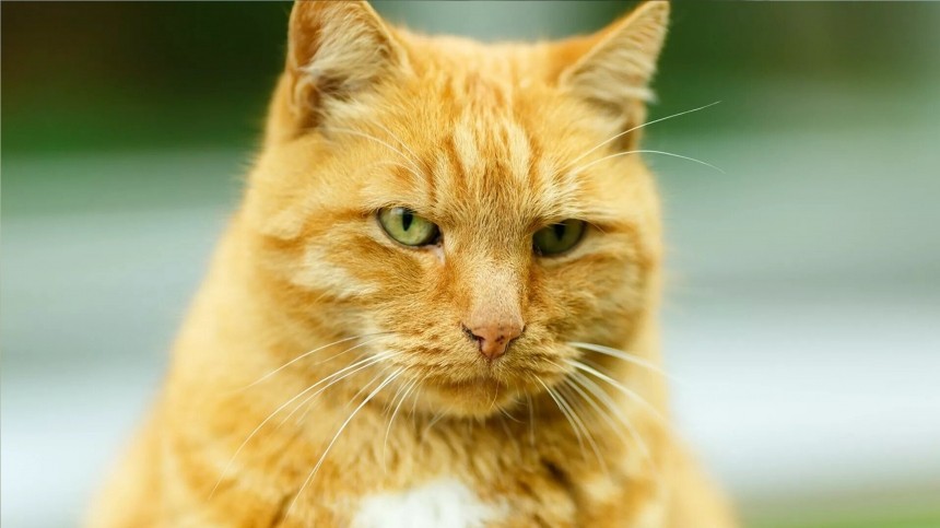 Потерянный талисман: почему пропажа кота из музея Ахматовой может обернуться его смертью