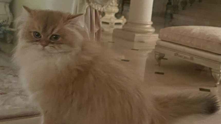 Неприхотливое животное: может ли кот Анастасии Волочковой стоить полмиллиона