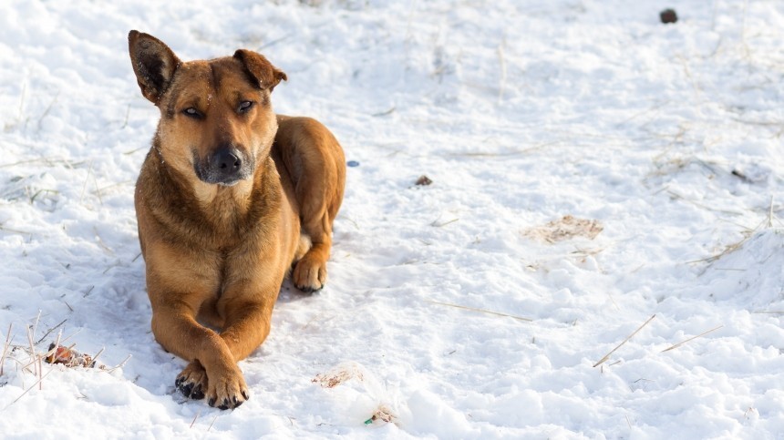 Снимите пальто с собаки: кинологи рассказали о правильной закалке четвероногого друга
