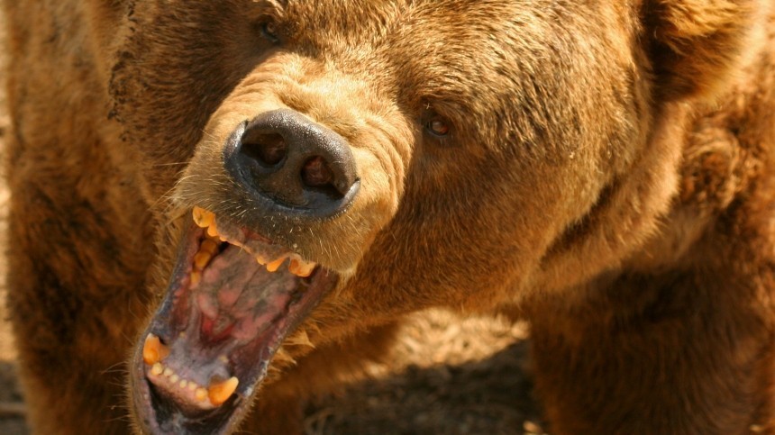 Как выглядит растерзанное лицо зарезавшего медведя тюменского боксера — фото