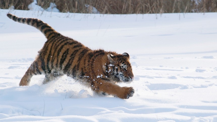 В Ленобласти местные жители заметили гуляющего по дороге тигра