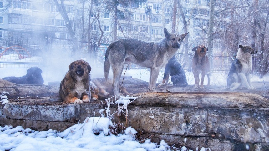 В Якутии поймали так называемого «короля» бродячих собак