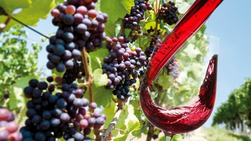 Согретое солнцем: новое уникальное вино из хозяйства «Криница» уже в продаже