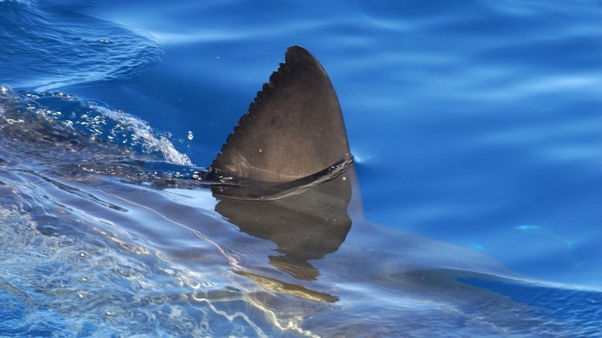 Одну из самых опасных акул для человека засняли в акватории Владивостока