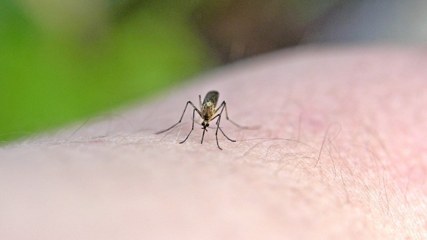 Можно ли умереть от укуса комара