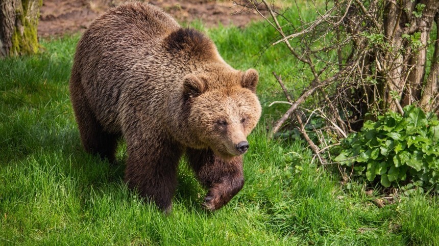 Голодные медведи вломились в подсобку вахтавиков на Сахалине и съели все консервы