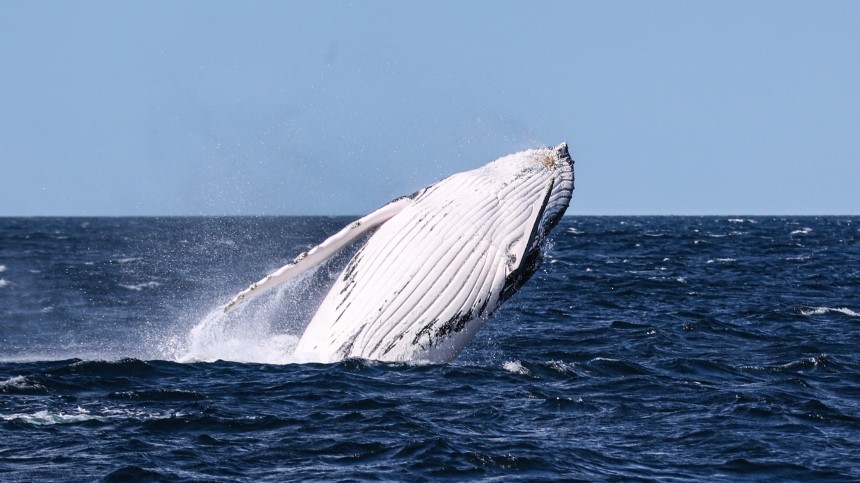 Горбатый кит чуть не проглотил двух девушек и выплюнул их обратно