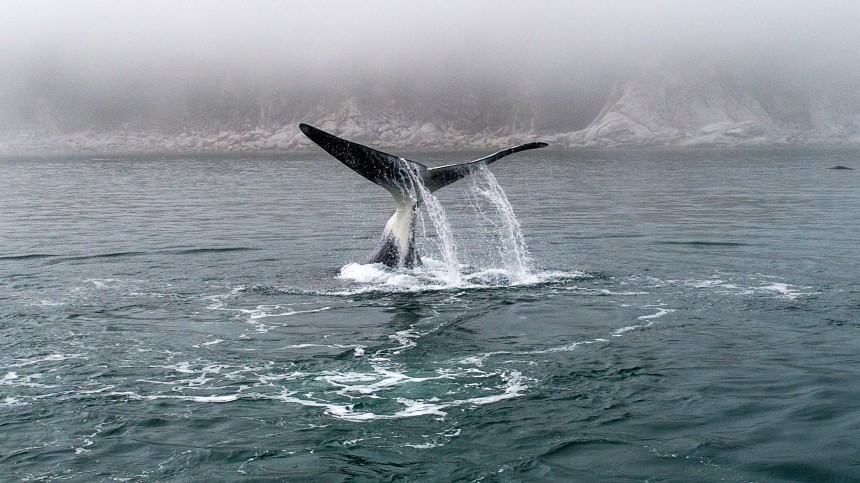 Спасатели почти избавили краснокнижного кита в Охотском море от смертельной ловушки