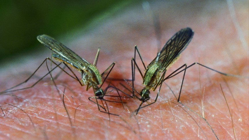 Ученый назвал смертельную болезнь, которую можно подхватить после укуса комара