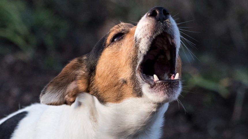 Много шума: почему петербуржцы критикуют законопроект о штрафах за лай собак