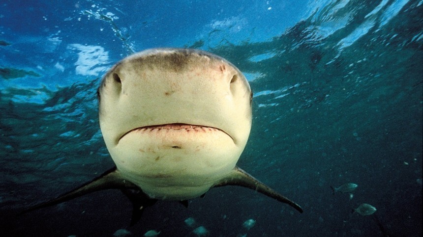 Тупорылая акула загрызла насмерть американку на Багамах