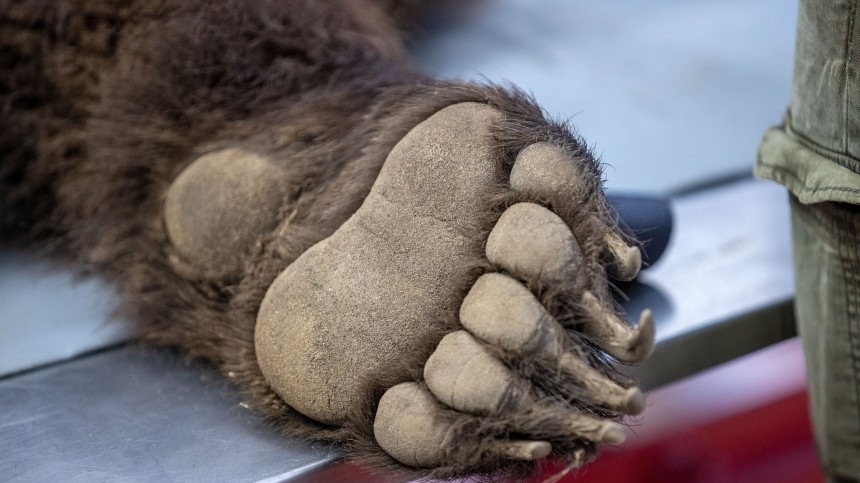 Медведь умер в приюте в Ленобласти от обезвоживания: Грязное и вонючее здесь все