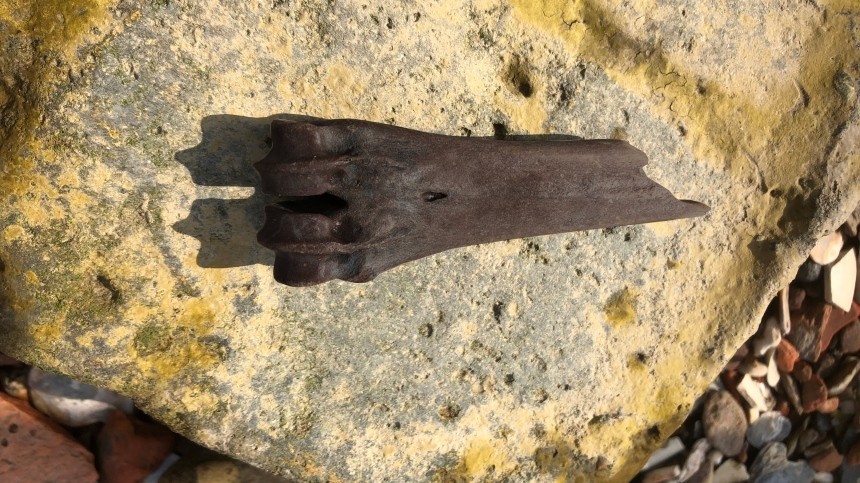 Кладбище вымерших животных нашли на берегу Оби