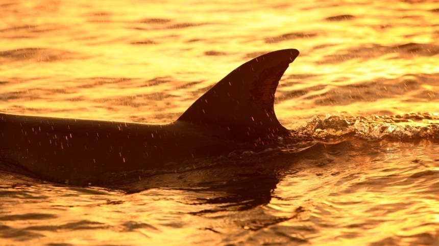 Найденная в Севастополе погибшая афалина не принадлежит дельфинарию