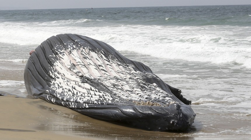 На берегах Канады обнаружено четвертое тело горбатого кита