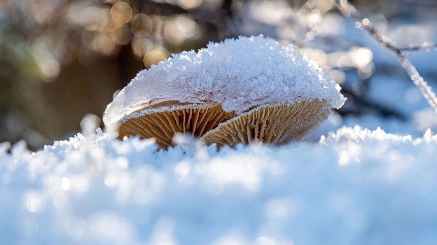 Съедобные подснежники: в Петербурге и Ленобласти ведут тихую охоту на грибы