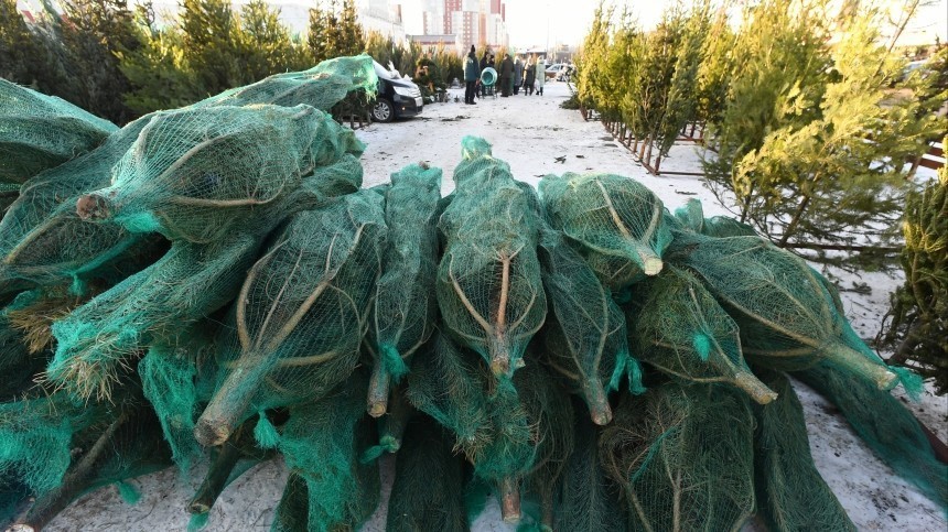 Ветки вверх! В Петербурге утилизировали тысячи елок за незаконную продажу