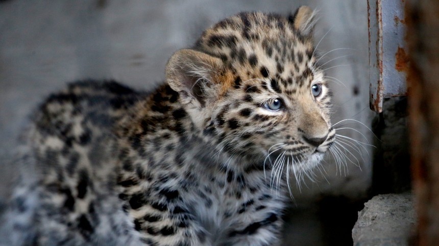Двух детенышей леопарда спасли от смерти на морозе в Приморье