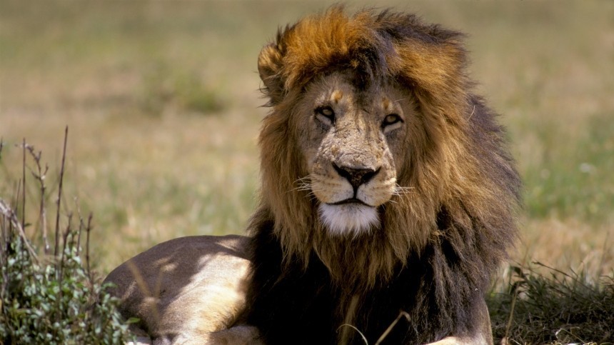 Неугомонным львам из сафари-парка предъявили обвинение в порче авто