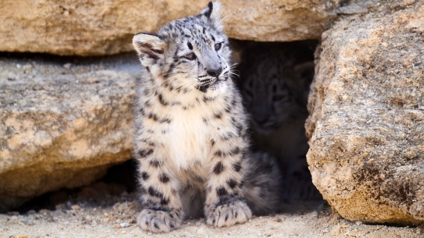 Специалисты заповедника Приморья опубликовали редкие кадры котенка леопарда