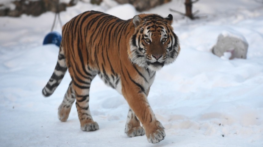 Держал в страхе всю округу: в Приморье поймали конфликтного тигра