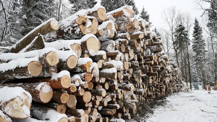 Банда мошенников незаконно нарубила лес в Ленобласти на 100 млн рублей