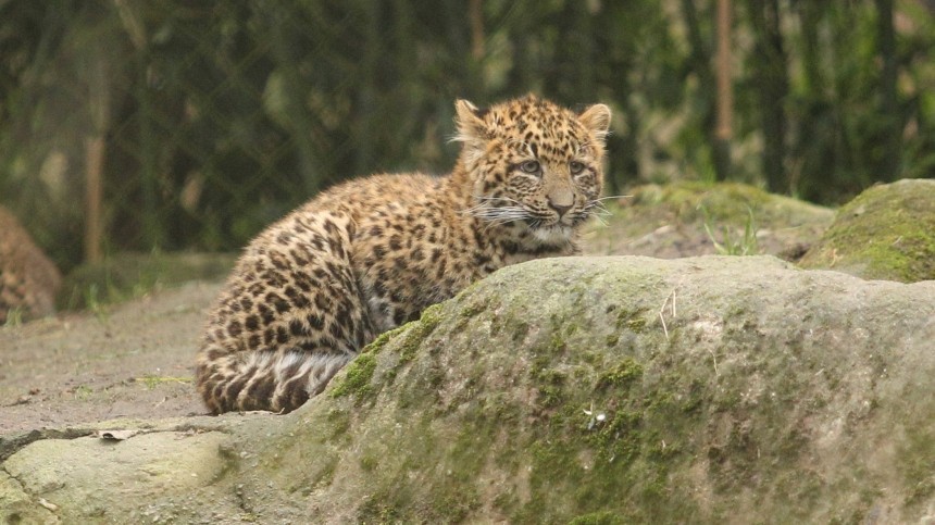 Семья краснокнижных леопардов попала в фотоловушку в Приморье