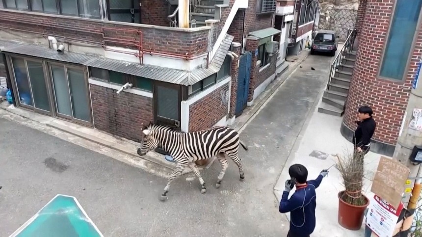 Зебра сбежала из зоопарка в Южной Корее  видео