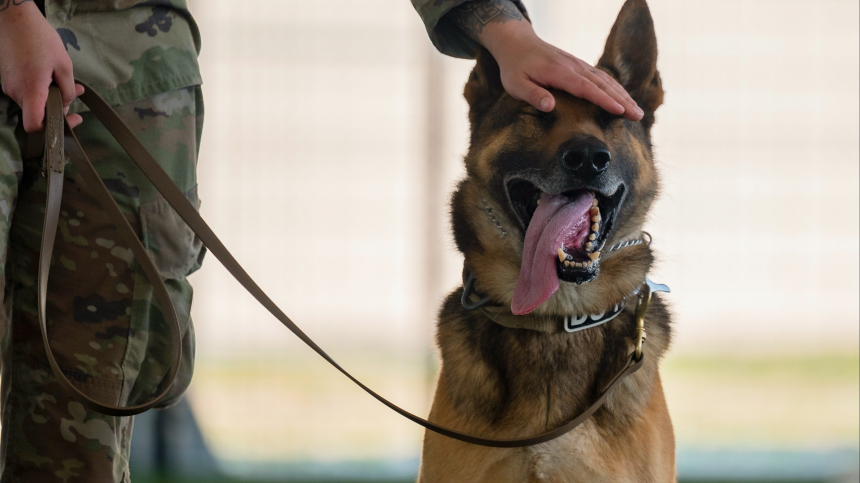 Верная боевая подруга: как собака Альба помогает российским бойцам защищать Донбасс