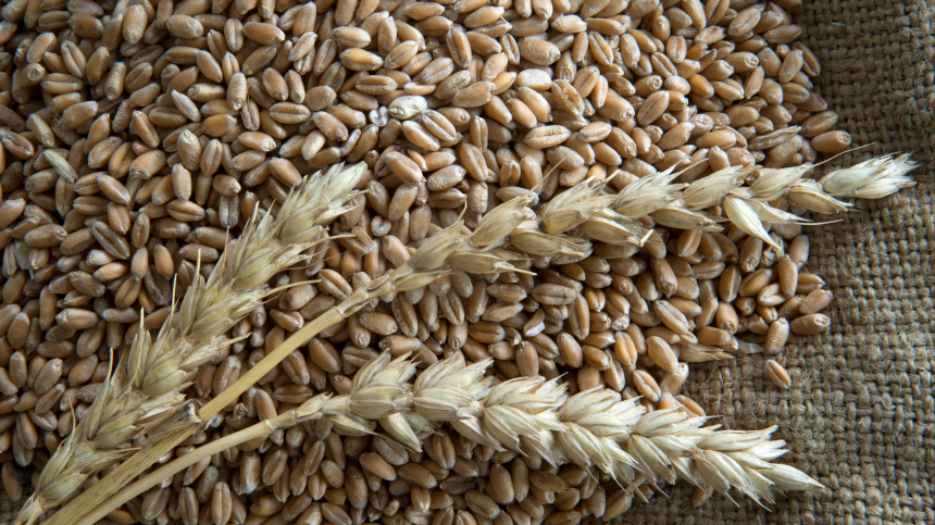 ЕК продлила запрет на импорт зерна с Украины до осени
