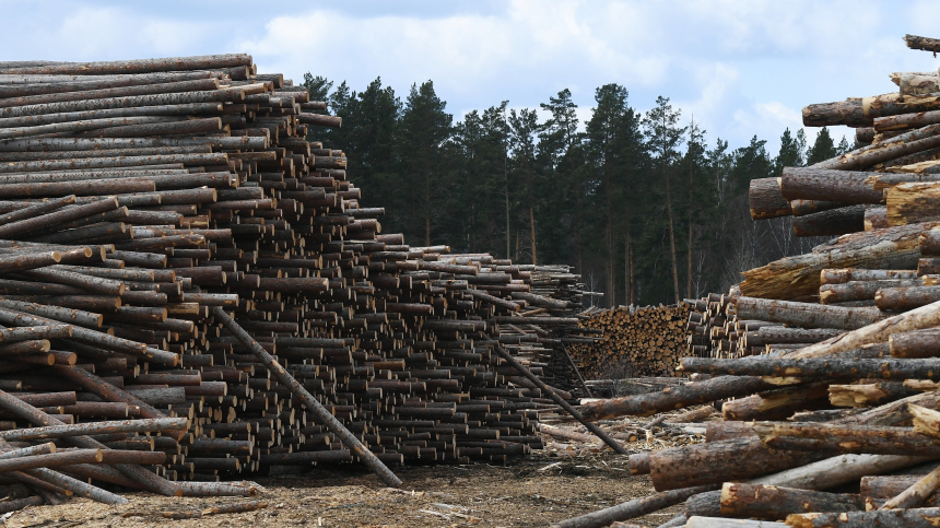 Ущерб на 60 миллионов: жительницу Приморья будут судить за контрабанду древесины