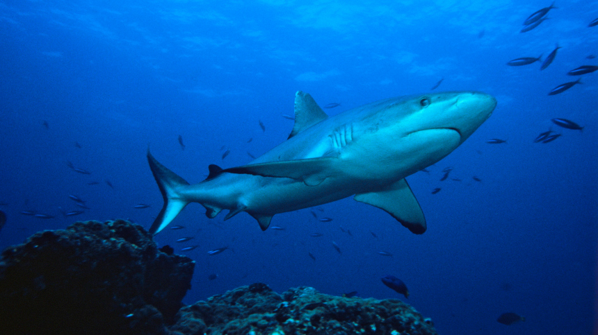 Глубокое синее море: как акула из фильмов ужасов попала в сети рыбаков в Египте