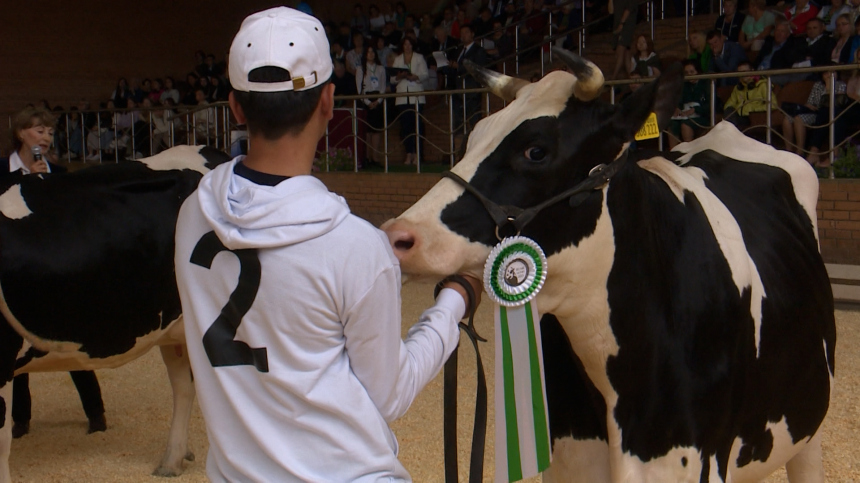 Бодались за победу: конкурс красоты среди коров завершился в Ленобласти