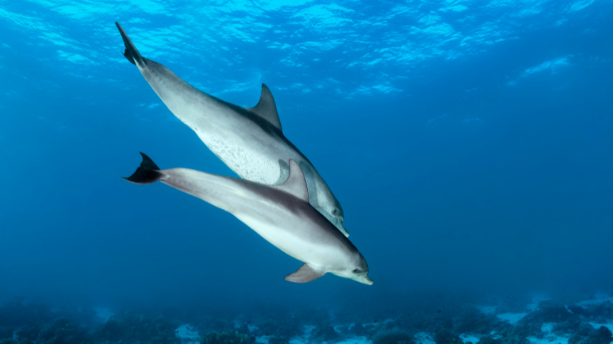 Глотают раковины: с чем связана массовая гибель дельфинов в Анапе