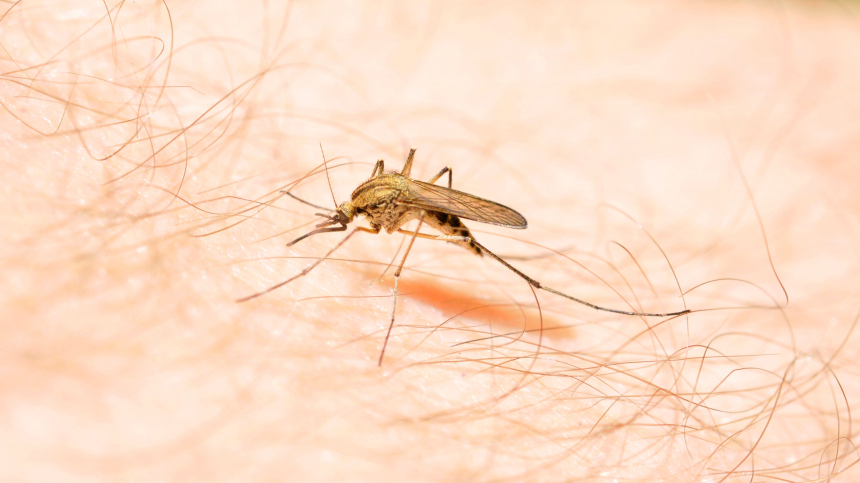 Комары в России начали переносить 47 новых вирусов
