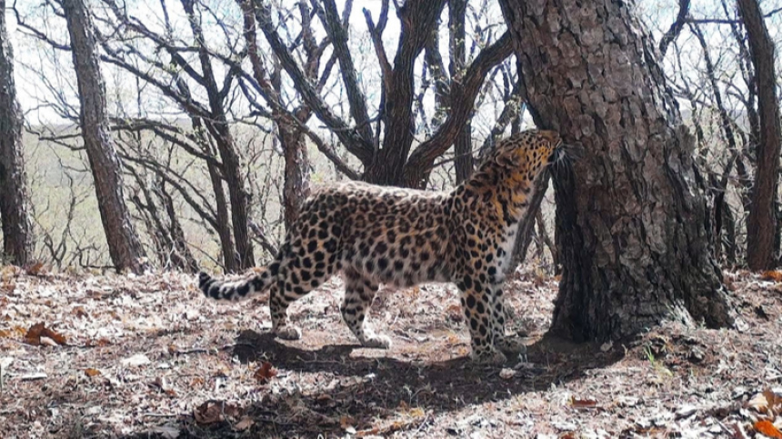 Молодой леопард бросил вызов хозяину старейшего заповедника в Приморье