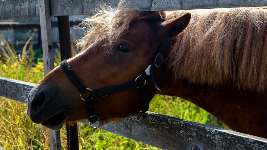 Начали разлагаться: десятки лошадей погибли от голода на конном заводе на Ставрополье