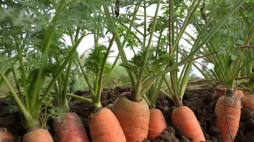 На заметку дачникам: как самостоятельно вырастить морковь и свеклу